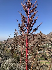 Puya coerulea