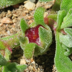 Cleretum papulosum