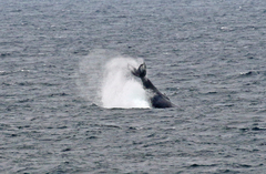 Megaptera novaeangliae australis