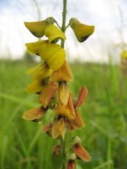 Crotalaria trichotoma