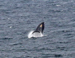 Megaptera novaeangliae australis