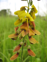 Crotalaria trichotoma