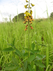 Crotalaria trichotoma