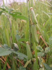 Crotalaria trichotoma