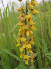 Crotalaria trichotoma