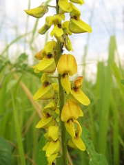 Crotalaria trichotoma