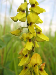 Crotalaria trichotoma