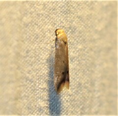 Tachystola acroxantha