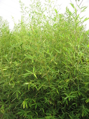Phyllostachys makinoi