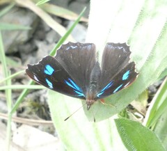 Orophila