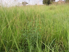 Crotalaria trichotoma