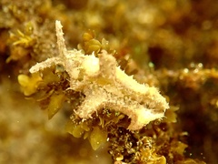 Elysia tomentosa