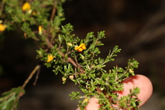 Pultenaea cuneata
