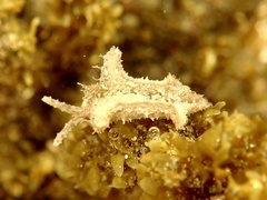 Elysia tomentosa