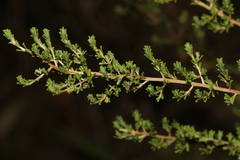 Pultenaea cuneata
