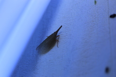Rentinus