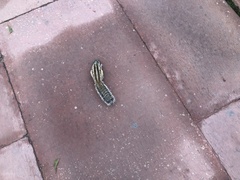 Funambulus pennantii