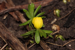 Eranthis hyemalis