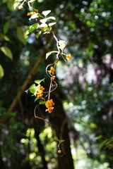 Schisandra arisanensis
