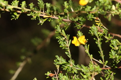 Pultenaea cuneata