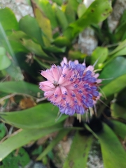 Aechmea coelestis