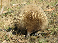 Tachyglossus aculeatus setosus