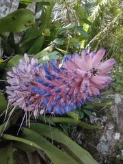 Aechmea coelestis