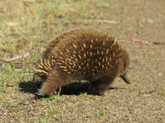 Tachyglossus aculeatus setosus