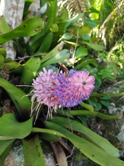 Aechmea coelestis