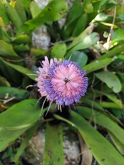 Aechmea coelestis