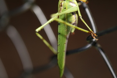 Ephippitytha trigintiduoguttata