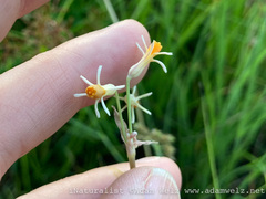 Tulbaghia