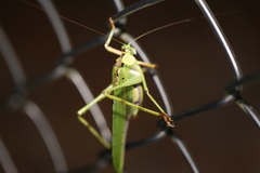 Ephippitytha trigintiduoguttata