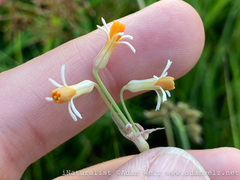 Tulbaghia