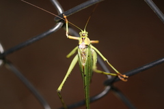 Ephippitytha trigintiduoguttata