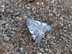 Galtara nepheloptera