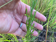 Nidorella resedifolia
