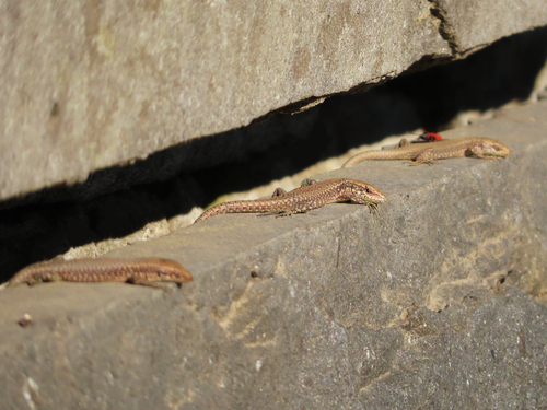 Ajarian lizard, Darevskia mixta
