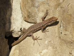 Darevskia rudis chechenica