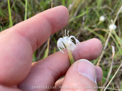 Dianthus mooiensis