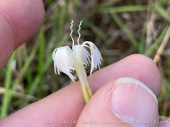 Dianthus mooiensis