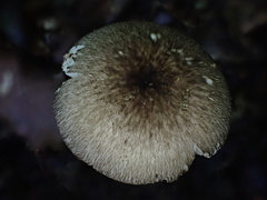Amanita fuliginea