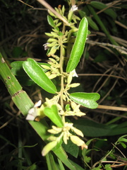 Helicteres angustifolia