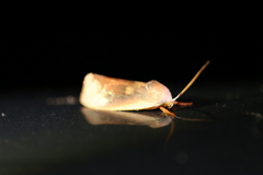Cryptophasa rubescens