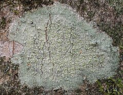 Haematomma guyanense