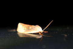 Cryptophasa rubescens