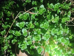 Hydrocotyle sibthorpioides