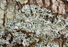 Hypotrachyna spumosa