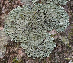 Hypotrachyna spumosa