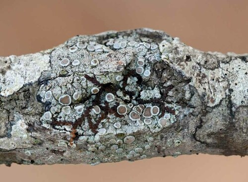 Lecanora miculata, 2022-12-08